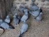 pigeon bleu