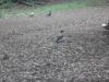 drole de corvidé