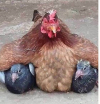 couveuse