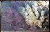 plumage
