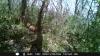 Foret