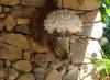 sanglier