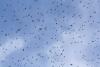 migration