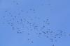 migration