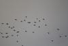 migration