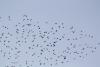 migration