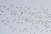 migration