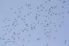 migration