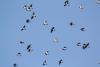 migration