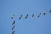 migration