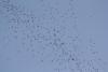 migration
