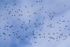 migration