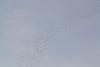 migration du 05/11/2020