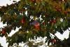 Palombe et cerises