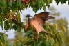 Palombe et cerises 2