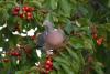 Palombe et cerises 3