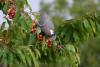 Palombe et cerises