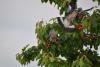 Palombes et cerises