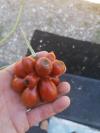 Tomate