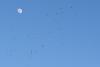 Viser la lune