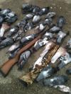 battu pigeon dans une copérative agricole