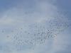 Migration