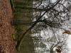 Arbre
