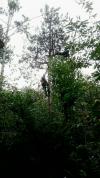 au dessus des arbres