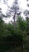 nettoyage arbre