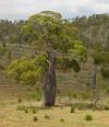 Australie