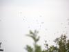 vole de palombe le 19/10/2013