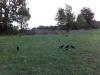Sortie corbeau