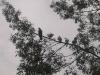 pigeons