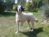 Mon setter anglais