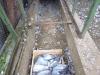 Carnage dans pigeonnier