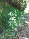 Orchidée