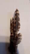 Plume