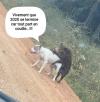 Humour