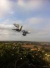 Les volants
