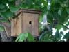 Mésange