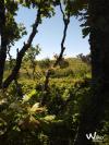 Site
