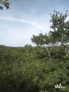 Site