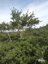 Site