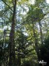 Site