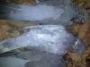 palombe blanche