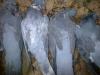 palombe blanche