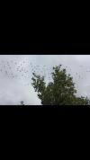 Des oiseaux par milliers