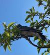 Palombe espagnole