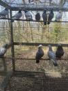 pigeons