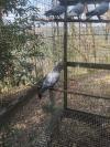a vendre jeune pigeons